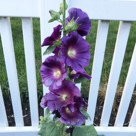 Purple Rain, Hollyhock Seeds